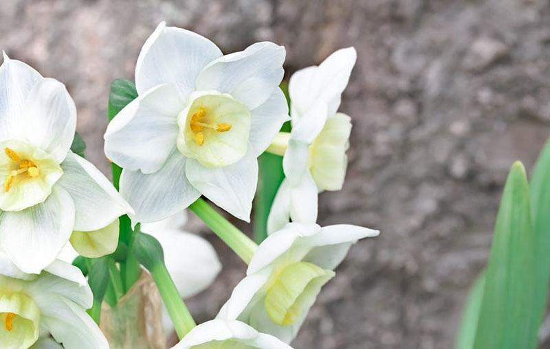 Narcissus Scilly White,Daffodil 'Scilly White', Paperwhite 'Scilly White', Narcissus 'Scilly Isles' White', Narcissus 'Sicily White', Spring Bulbs, Spring Flowers, fragrant daffodil, daffodil for indoor forcing, white Daffodils